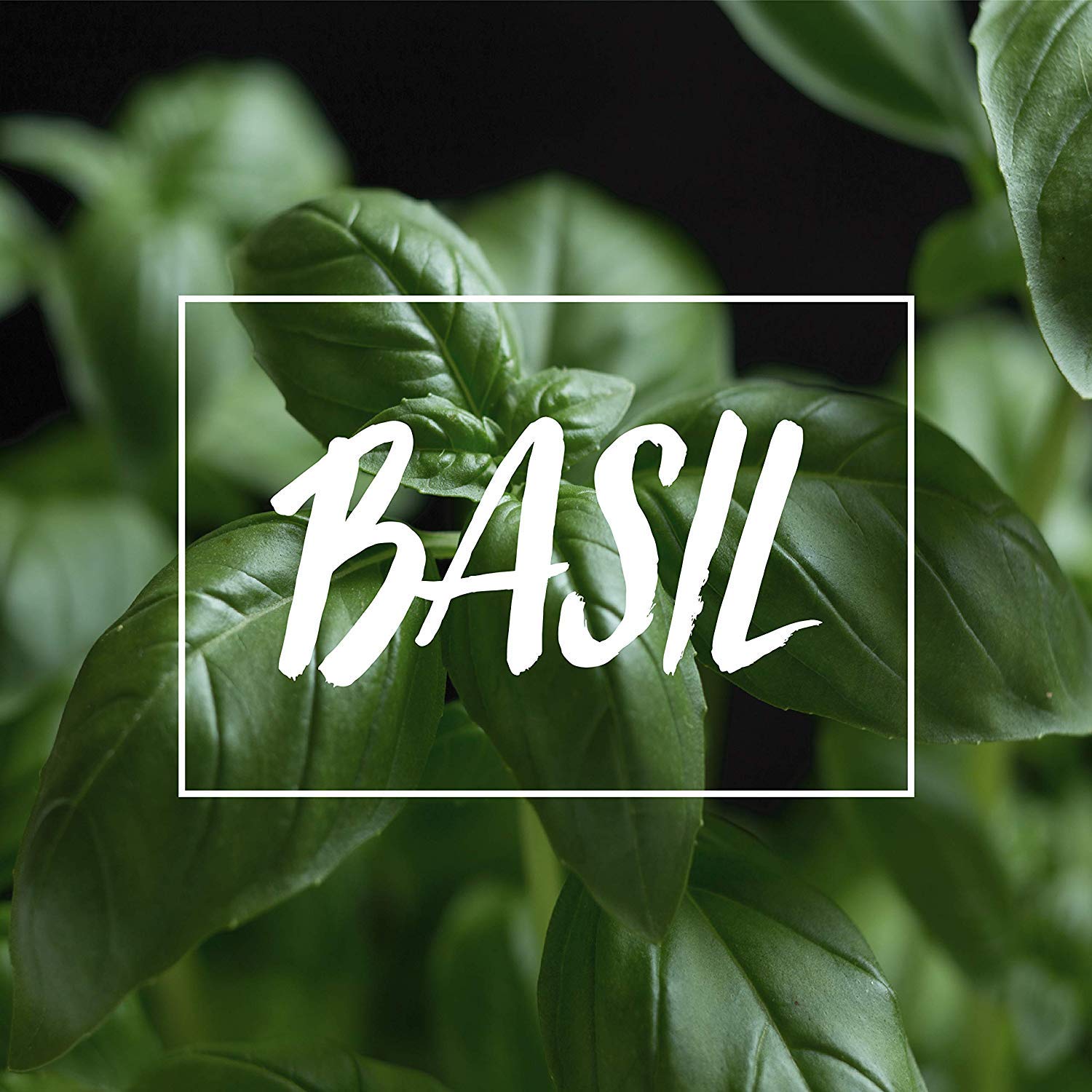 Basil Food Storage Boîte Conservation Lot 4 Sous Vide Transparent